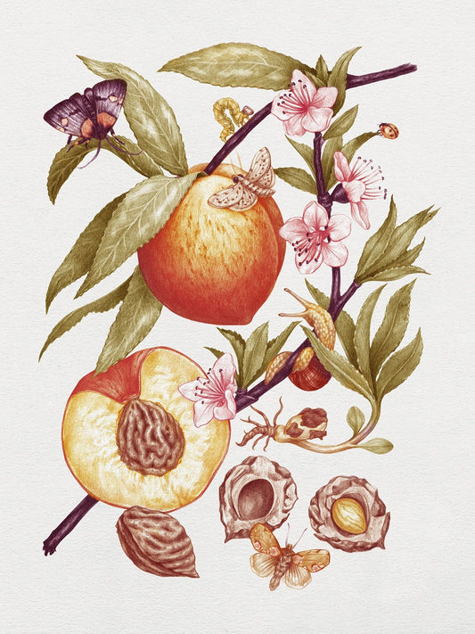 Blooming Art: The Evolution of Botanical Illustration over the Last 500 Years