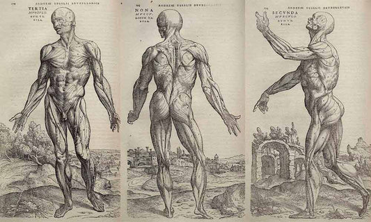 Merging Art and Medicine: How Artists Shape the Human Body in Medical Research