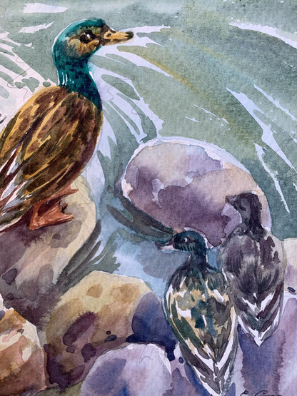 Watercolor painting Ducks by the pond Svetlana Gramm