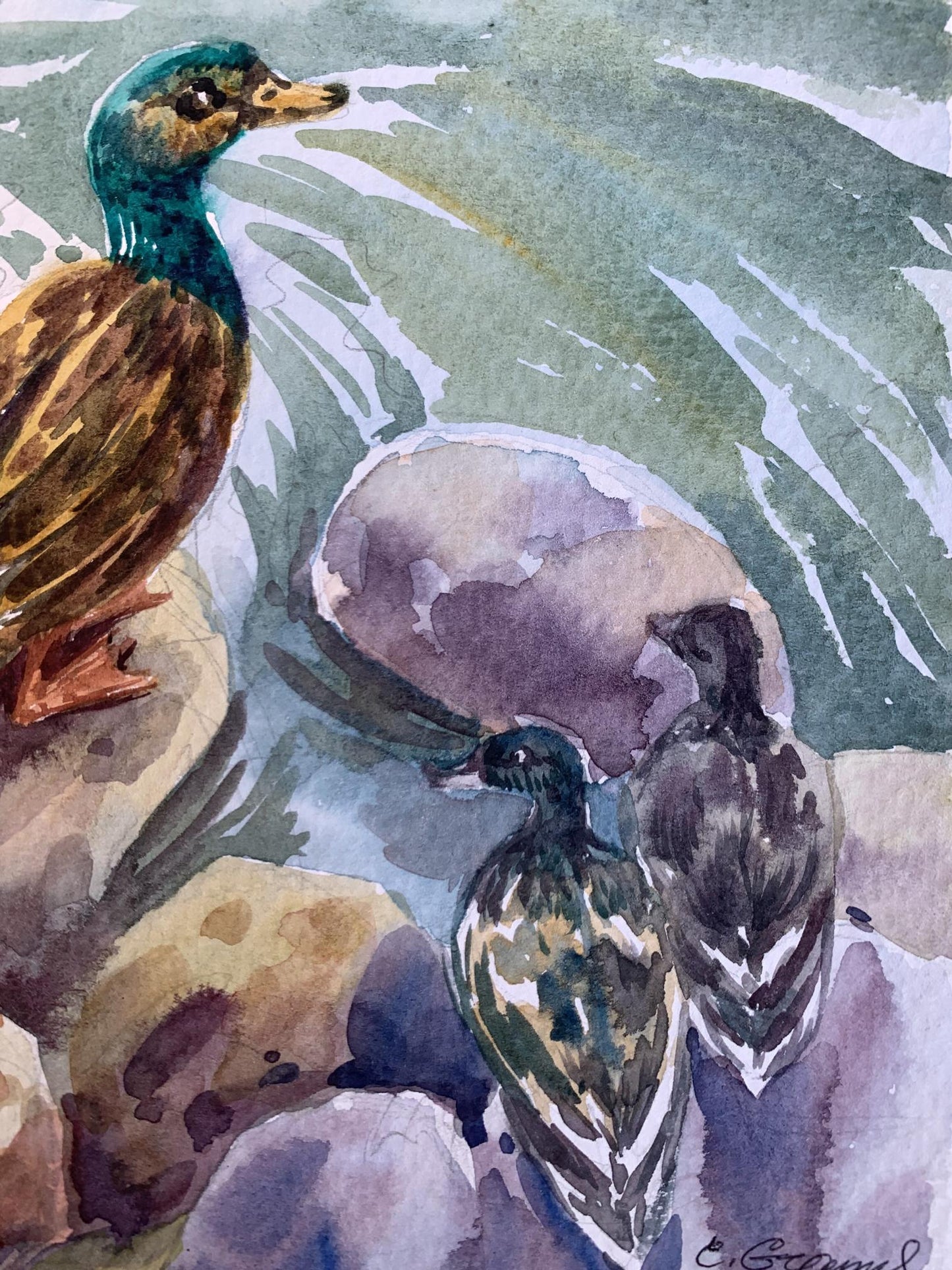 Watercolor painting Ducks by the pond Svetlana Gramm