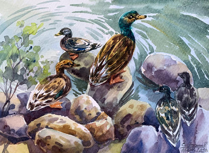 Watercolor painting Ducks by the pond Svetlana Gramm