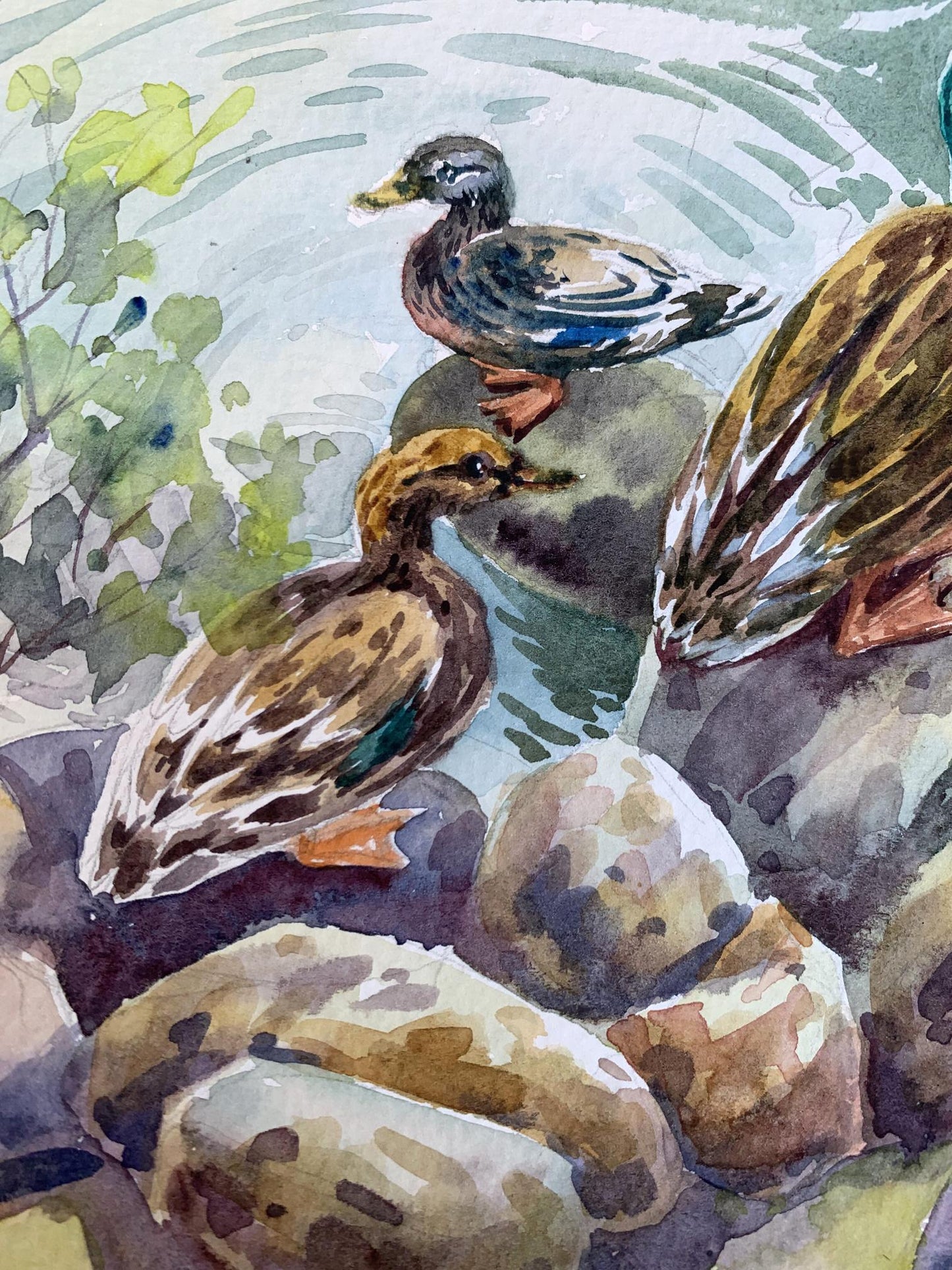 Watercolor painting Ducks by the pond Svetlana Gramm