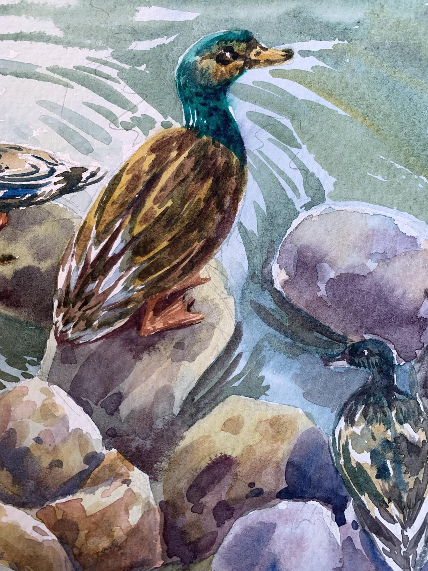 Watercolor painting Ducks by the pond Svetlana Gramm