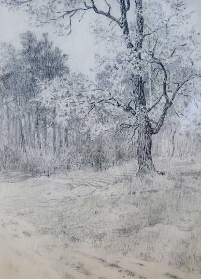 Pencil painting Forest landscape Bortnikov Nikolay Fedorovich