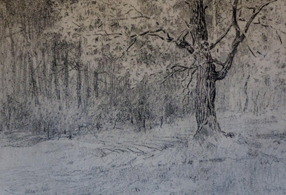 Pencil painting Forest landscape Bortnikov Nikolay Fedorovich