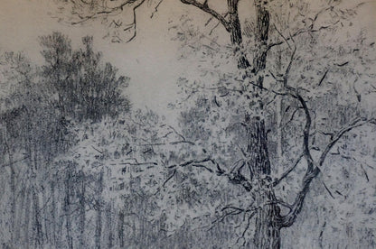 Pencil painting Forest landscape Bortnikov Nikolay Fedorovich